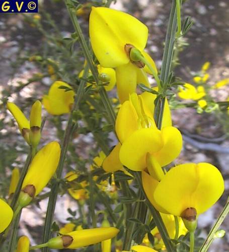  Image name: ginestra dei carbonai2.jpg 
 width: 455 pixel 
 height: 500 pixel 
 Size: 35630 bytes 
 Click to enlarge 